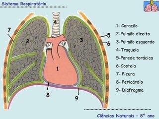 1 3 2 4 Ciências Naturais – 8º ano 1- Coração 2-Pulmão direito 3-Pulmão esquerdo 4-Traqueia 5-Parede torácica 6-Costela 7- Pleura 8- Pericárdio 9- Diafragma Sistema Respiratório 