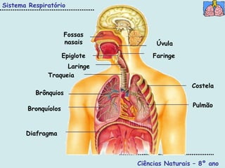 Ciências Naturais – 8º ano Fossas nasais Epiglote Diafragma Pulmão Costela Faringe Úvula Traqueia Brônquios Bronquíolos Laringe Sistema Respiratório 