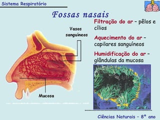 Fossas nasais Ciências Naturais – 8º ano Filtração do ar  – pêlos e cílios Aquecimento do ar  – capilares sanguíneos Humidificação do ar  – glândulas da mucosa Sistema Respiratório 