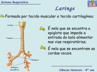 Ciências Naturais – 8º ano Laringe  É nela que se encontra a epiglote que impede a entrada do bolo alimentar nas vias respiratórias; É nela que se encontram as cordas vocais. Formada por tecido muscular e tecido cartilagíneo; Sistema Respiratório 