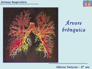 Ciências Naturais – 8º ano Árvore brônquica Sistema Respiratório 