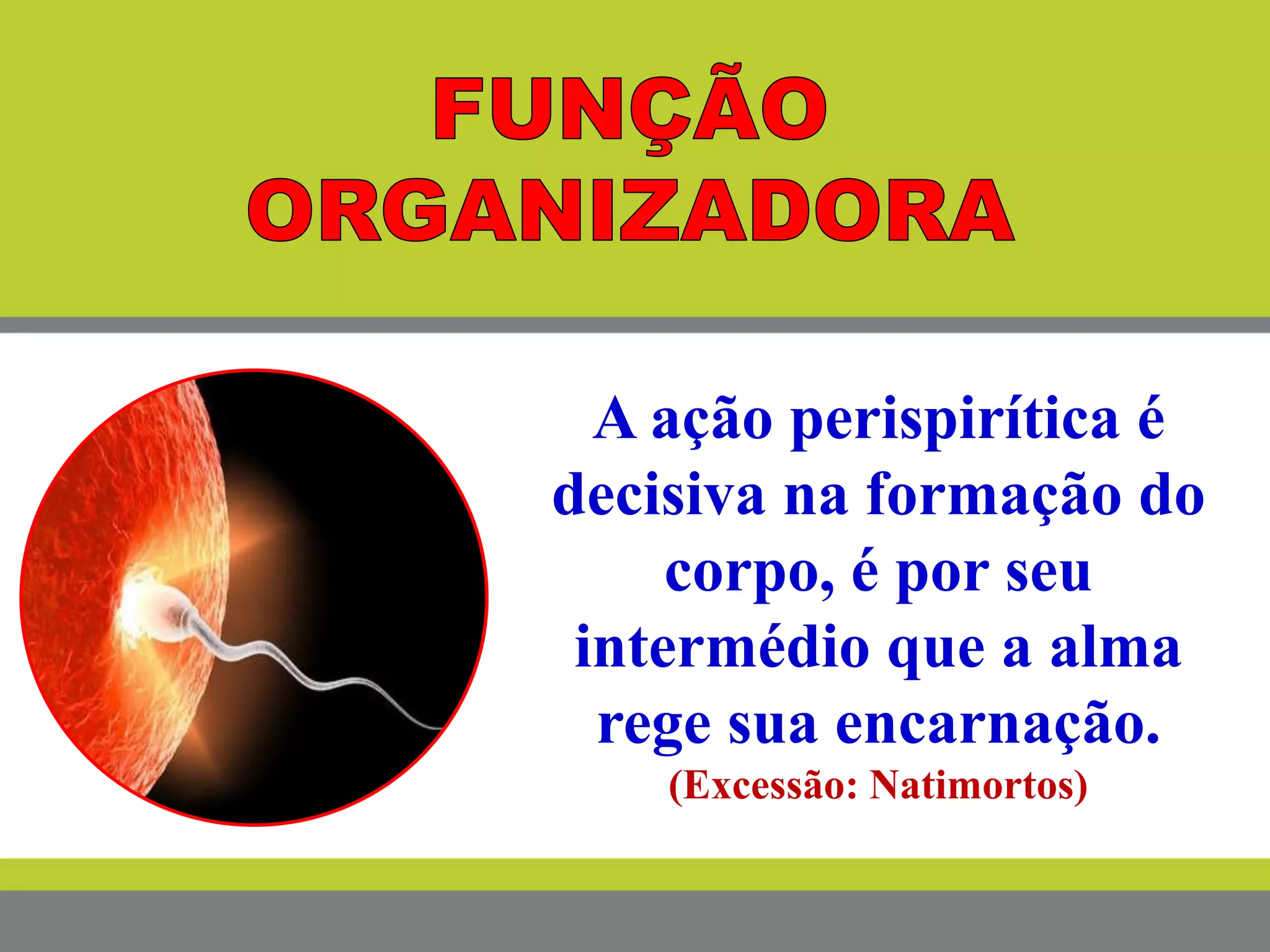 A ação perispirítica é
decisiva na formação do
corpo, é por seu
intermédio que a alma
rege sua encarnação.
(Excessão: Natimortos)
 