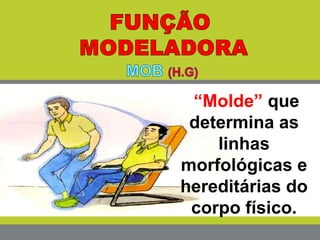 “Molde” que
determina as
linhas
morfológicas e
hereditárias do
corpo físico.
 