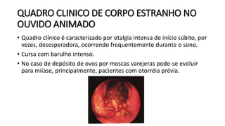 QUADRO CLINICO DE CORPO ESTRANHO NO
OUVIDO ANIMADO
• Quadro clínico é caracterizado por otalgia intensa de início súbito, por
vezes, desesperadora, ocorrendo frequentemente durante o sono.
• Cursa com barulho intenso.
• No caso de depósito de ovos por moscas varejeras pode-se evoluir
para miíase, principalmente, pacientes com otorréia prévia.
 