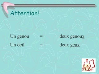 Attention! Un genou = deux genou x Un oeil =  deux  yeux 