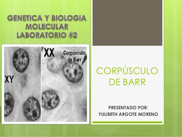 Corpúsculo de barr