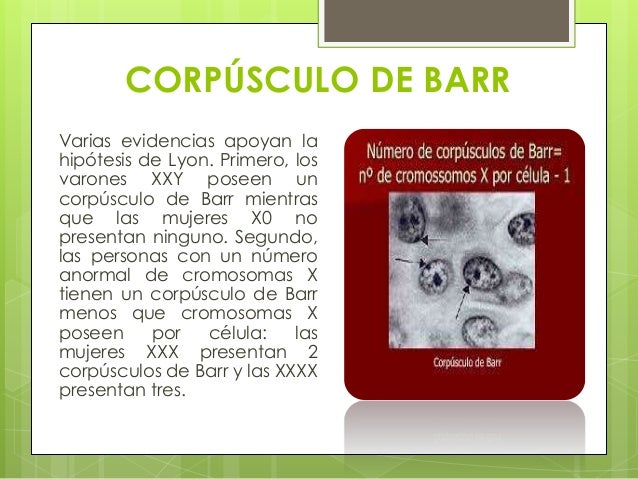 Corpúsculo de barr