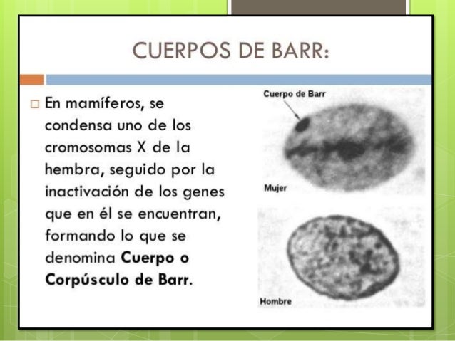 Corpúsculo de barr