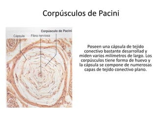 Corpúsculos de Pacini
Poseen una cápsula de tejido
conectivo bastante desarrollad y
miden varios milímetros de largo. Los
corpúsculos tiene forma de huevo y
la cápsula se compone de numerosas
capas de tejido conectivo plano.
 