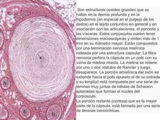 Corpúsculos de pacini | PPTX