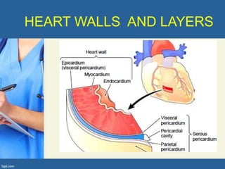 HEART WALLS AND LAYERS
 