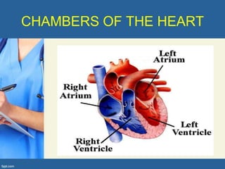 CHAMBERS OF THE HEART
 