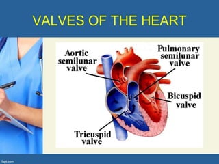 VALVES OF THE HEART
 