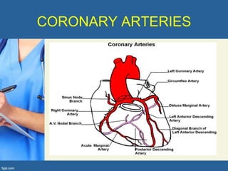 CORONARY ARTERIES
 