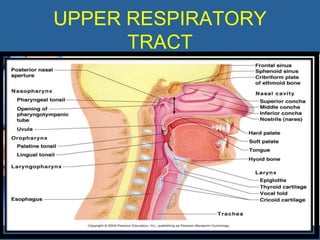 UPPER RESPIRATORY
      TRACT
 