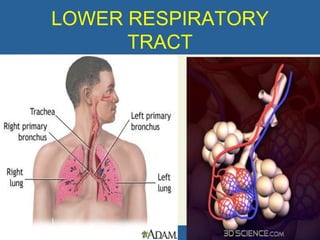 LOWER RESPIRATORY
      TRACT
 
