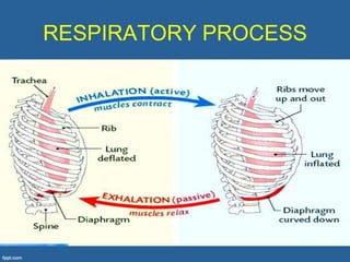 RESPIRATORY PROCESS
 