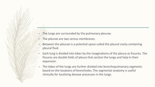 – The lungs are surrounded by the pulmonary pleurae.
– The pleurae are two serous membranes.
– Between the pleurae is a potential space called the pleural cavity containing
pleural fluid.
– Each lung is divided into lobes by the invaginations of the pleura as fissures. The
fissures are double folds of pleura that section the lungs and help in their
expansion.
– The lobes of the lungs are further divided into bronchopulmonary segments
based on the locations of bronchioles .The segmental anatomy is useful
clinically for localizing disease processes in the lungs.
 