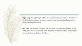 – Right Lung-The right lung has both more lobes and segments than the left. It is
divided into three lobes, an upper, middle, and a lower, by two fissures, one
oblique and one horizontal.
– Left lung- The left lung is divided into two lobes, an upper and a lower, by the
oblique fissure, which extends from the costal to the mediastinal surface of the
lung both above and below the hilum.
 