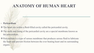 ANATOMY OF HUMAN HEART
– Pericardium
 The heart sits within a fluid-filled cavity called the pericardial cavity.
 The walls and lining of the pericardial cavity are a special membrane known as
the pericardium.
 Pericardium is a type of serous membrane that produces serous fluid to lubricate
the heart and prevent friction between the ever beating heart and its surrounding
organs.
 