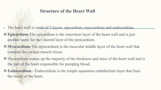 Structure of the Heart Wall
– The heart wall is made of 3 layers: epicardium, myocardium and endocardium.
 Epicardium-The epicardium is the outermost layer of the heart wall and is just
another name for the visceral layer of the pericardium.
 Myocardium-The myocardium is the muscular middle layer of the heart wall that
contains the cardiac muscle tissue.
 Myocardium makes up the majority of the thickness and mass of the heart wall and is
the part of the heart responsible for pumping blood.
 Endocardium.- Endocardium is the simple squamous endothelium layer that lines
the inside of the heart.
 