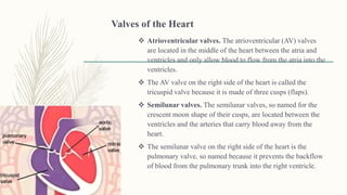 Valves of the Heart
 Atrioventricular valves. The atrioventricular (AV) valves
are located in the middle of the heart between the atria and
ventricles and only allow blood to flow from the atria into the
ventricles.
 The AV valve on the right side of the heart is called the
tricuspid valve because it is made of three cusps (flaps).
 Semilunar valves. The semilunar valves, so named for the
crescent moon shape of their cusps, are located between the
ventricles and the arteries that carry blood away from the
heart.
 The semilunar valve on the right side of the heart is the
pulmonary valve, so named because it prevents the backflow
of blood from the pulmonary trunk into the right ventricle.
 