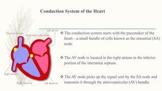 Conduction System of the Heart
 The conduction system starts with the pacemaker of the
heart—a small bundle of cells known as the sinoatrial (SA)
node.
 The AV node is located in the right atrium in the inferior
portion of the interatrial septum.
 The AV node picks up the signal sent by the SA node and
transmits it through the atrioventricular (AV) bundle.
 