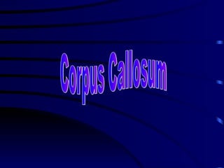 Corpus callosum