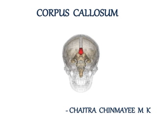 - CHAITRA CHINMAYEE M K
CORPUS CALLOSUM
 