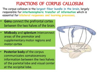 FUNCTIONS OF CORPUS CALLOSUM
The corpus callosum is the largest fiber bundle in the brain, largely
responsible for interhemispheric transfer of information which is
essential for bilateral responses and learning processes.
 