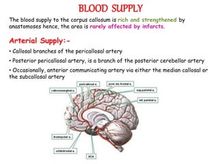BLOOD SUPPLY
The blood supply to the corpus callosum is rich and strengthened by
anastomoses hence, the area is rarely affected by infarcts.
Arterial Supply:-
• Callosal branches of the pericallosal artery
• Posterior pericallosal artery, is a branch of the posterior cerebellar artery
• Occasionally, anterior communicating artery via either the median callosal or
the subcallosal artery
 