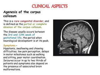 CLINICAL ASPECTS
Agenesis of the corpus
callosum
This is a rare congenital disorder, and
is defined as the partial or complete
absence of the corpus callosum.
The disease usually occurs between
the 3rd and 12th week of
gestational life, the period when
neurological development is at its peak.
Symptoms –
Hypotonia, swallowing and chewing
difficulties, low pain perception, delays
in motor milestones such as walking
and sitting, poor motor coordination.
Seizures occur in up to two thirds of
patients and symptoms also depend on
the presence of associated brain
malformations.
 
