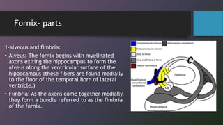 corpus callosum-drroyabasser-AMU.pdf