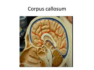 Corpus callosum
 