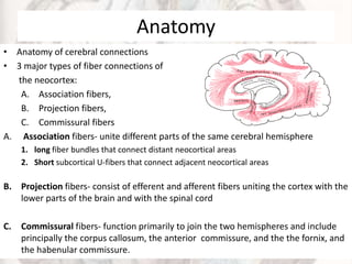 Anatomy
• Anatomy of cerebral connections
• 3 major types of fiber connections of
the neocortex:
A. Association fibers,
B. Projection fibers,
C. Commissural fibers
A. Association fibers- unite different parts of the same cerebral hemisphere
1. long fiber bundles that connect distant neocortical areas
2. Short subcortical U-fibers that connect adjacent neocortical areas
B. Projection fibers- consist of efferent and afferent fibers uniting the cortex with the
lower parts of the brain and with the spinal cord
C. Commissural fibers- function primarily to join the two hemispheres and include
principally the corpus callosum, the anterior commissure, and the the fornix, and
the habenular commissure.
 
