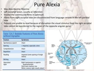 Pure Alexia
• Was described by Dejerine
• Left occipital lesion, usually an infarction
• Involve the commisural fibres in splenium
• Fibres from right occipital lobe are disconnected from language centres in the left parietal
lobe
• Patients are unable to read because of disruption the visual stimulus from the right occipital
lobe cannot be transferred to the region of the opposite angular gyrus
 
