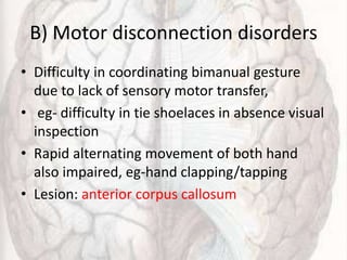 B) Motor disconnection disorders
• Difficulty in coordinating bimanual gesture
due to lack of sensory motor transfer,
• eg- difficulty in tie shoelaces in absence visual
inspection
• Rapid alternating movement of both hand
also impaired, eg-hand clapping/tapping
• Lesion: anterior corpus callosum
 