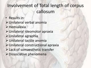 Involvement of Total length of corpus
callosum
• Results in:
Unilateral verbal anomia
Hemialexia
Unilateral ideomotor apraxia
Unilateral agraphia
Unilateral tactile anomia
Unilateral constructional apraxia
Lack of somaesthetic transfer
Dissociative phenomena
 