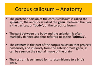 Corpus callosum – Anatomy
• The posterior portion of the corpus callosum is called the
splenium; the anterior is called the genu ; between the two
is the truncus, or "body", of the corpus callosum.
• The part between the body and the splenium is often
markedly thinned and thus referred to as the "isthmus".
• The rostrum is the part of the corpus callosum that projects
posteriorly and inferiorly from the anterior most genu, as
can be seen on the sagittal image of the brain.
• The rostrum is so named for its resemblance to a bird's
beak.
 