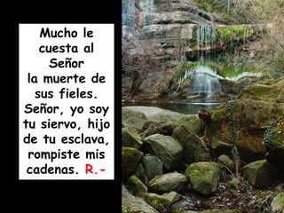 Mucho le
cuesta al
Señor
la muerte de
sus fieles.
Señor, yo soy
tu siervo, hijo
de tu esclava,
rompiste mis
cadenas. R.-
 