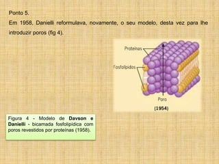 Figura 4 - Modelo de Davson e
Danielli - bicamada fosfolipídica com
poros revestidos por proteínas (1958).
Ponto 5.
Em 1958, Danielli reformulava, novamente, o seu modelo, desta vez para lhe
introduzir poros (fig 4).
 