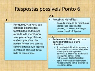 Respostas possíveis Ponto 6
1.
– Por que 60% a 70% das
cabeças polares dos
fosfolípidos podem ser
retiradas da membrana
sem perda de proteínas,
então as proteínas não
podem formar uma camada
contínua (tanto num lado da
membrana como no outro
lado da membrana).
2.1.
• Proteínas Hidrofílicas
– Zona da periferia da membrana
(pelas suas capacidades
polares, tal como as cabeças
polares dos fosfolípidos
2.2.
• Proteínas anfipáticas com uma
parte Hidrófobica e outra
hidrofílica
– A zona hidrófobica interage com a
Zona interior da membrana (pelas
suas capacidades apolares
atravessa o interior da membrana
interagindo com as zonas
hidrofóbicas dos fosfolípidos)
– Zonas hidrofilicas que contatam
respetivamente com o exterior e o
interior da célula
 