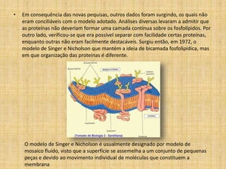 • Em consequência das novas pequisas, outros dados foram surgindo, os quais não
eram conciliáveis com o modelo adotado. Análises diversas levaram a admitir que
as proteínas não deveriam formar uma camada contínua sobre os fosfolípidos. Por
outro lado, verificou-se que era possível separar com facilidade certas proteínas,
enquanto outras não eram facilmente destacáveis. Surgiu então, em 1972, o
modelo de Singer e Nicholson que mantém a ideia de bicamada fosfolipídica, mas
em que organização das proteínas é diferente.
O modelo de Singer e Nicholson é usualmente designado por modelo de
mosaico fluido, visto que a superfície se assemelha a um conjunto de pequenas
peças e devido ao movimento individual de moléculas que constituem a
membrana
 