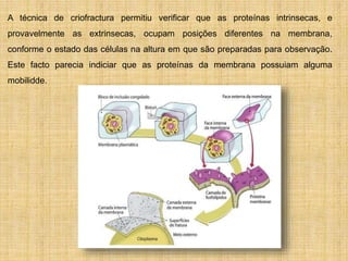 A técnica de criofractura permitiu verificar que as proteínas intrinsecas, e
provavelmente as extrinsecas, ocupam posições diferentes na membrana,
conforme o estado das células na altura em que são preparadas para observação.
Este facto parecia indiciar que as proteínas da membrana possuiam alguma
mobilidde.
 