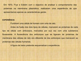 Em 1970, Frye e Edidim com o objectivo de analisar o comportamento das
proteínas na membrana plasmática, realizaram uma experiência de que
apresentamos apenas as caracteristicas gerais.
EXPERIÊNCIA
Fundiram uma célula de homem com uma de rato.
Antes da fusão dos dois tipos de células, marcaram as proteínas de cada
tipo de célula com anticorpos, marcados por sua vez com uma substancia
flurescente. A flurescência dos anticorpos que se ligavam às proteínas da
membrana das células de rato era diferente da dos anticorpos que marcavam as
proteínas das células humanas.
A figura de baixo pretende esquematizar a experiência.
 