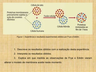 Figura 1. Experiência e resultados experimentais obtidos por Frye e Edidim.
1. Descreve os resultados obtidos com a realização desta experiência.
2. Interpreta os resultados obtidos.
3. Explica em que medida as observações de Frye e Edidin vieram
alterar o modelo de membrana aceite neste momento.
 