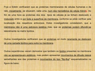 Frye e Edidin verificaram que as proteínas membranares de células humanas e de
rato, inicialmente se situavam, cada uma, num dos hemisférios da célula híbrida. Ao
fim de uma hora as proteínas dos dois tipos de células já se tinham deslocado e
misturado entre si por toda a superfície da membrana, conforme se pôde verificar pela
localização dos respetivos anticorpos. Estes investigadores constataram, que a
membrana não é uma estrutura estática mas, que as proteínas podem difundir-se
lateralmente na matriz lipídica.
Outros investigadores verificaram que as proteínas só muito raramente se deslocam
de uma camada lipídica para outra na membrana.
Outras experiências vieram demostrar que também os lípidos presentes na membrana
não se apresentavam estáticos, mas podem apresentar movimentos de difusão lateral
semelhantes aos das proteínas e movimentos do tipo "flip-flop" esquematizados na
figura de baixo.
 