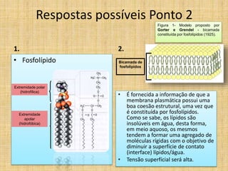Respostas possíveis Ponto 2
1.
• Fosfolípido
2.
• É fornecida a informação de que a
membrana plasmática possui uma
boa coesão estrutural, uma vez que
é constituída por fosfolípidos.
Como se sabe, os lípidos são
insolúveis em água, desta forma,
em meio aquoso, os mesmos
tendem a formar uma agregado de
moléculas rígidas com o objetivo de
diminuir a superfície de contato
(interface) lípidos/água.
• Tensão superfícial será alta.
Extremidade polar
(hidrofílica)
Extremidade
apolar
(hidrofóbica)
Bicamada de
fosfolípidos
Figura 1- Modelo proposto por
Gorter e Grendel - bicamada
constituída por fosfolípidos (1925).
 