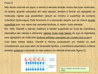 Ponto 3.
Não sendo solúveis em água, e devido à elevada atração mútua das suas moléculas,
os lípidos, quando colocados em meio aquoso, tendem a formar um agregado de
moléculas rígidas que possibilitam reduzir ao mínimo a superfície de contacto
(interface) lípidos/água. Este fenómeno é a expressão daquilo que se chama tensão
superficial que, nos casos das camadas lipídicas, é, assim, muito elevada.
Em 1935, Danielli e Harvey mediram a tensão superficial ao nível da membrana
plasmática das células e obtiveram valores muito mais baixos do que os registados
para agregados de moléculas lipídicas artificias colocadas em contato com a agua.
Com base nestes dados, Danielli e Harvey propuseram um modelo no qual
consideravam que para alem da bicamada lipídica, a membrana plasmática conteria
também proteínas colocadas do lado externo da referida bicamada (figura 2).
Figura 2- Modelo de Danielli e Harvey
(1935)
 