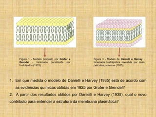 Figura 1 - Modelo proposto por Gorter e
Grendel - bicamada constituída por
fosfolípidos (1925).
1. Em que medida o modelo de Danielli e Harvey (1935) está de acordo com
as evidencias químicas obtidas em 1925 por Groter e Grendel?
2. A partir dos resultados obtidos por Danielli e Harvey (1935), qual o novo
contributo para entender a estrutura da membrana plasmática?
Figura 3 - Modelo de Danielli e Harvey -
bicamada fosfolipídica revestida por duas
películas proteicas (1935).
 